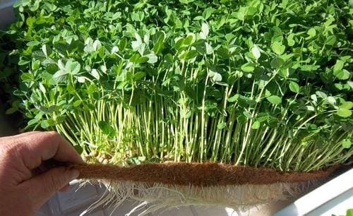 Micro Green Growing Media in Coir
